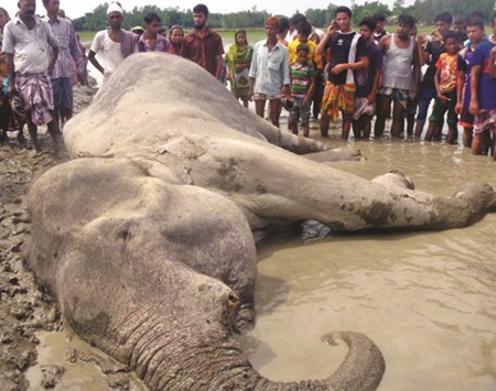 The elephant  that died in Jamalpur.