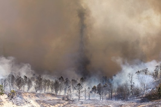 Smoke rises from a burnt grove of trees at the u2018Blue Cutu2019 wildfire in Wrightwood, California.