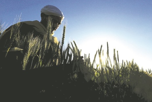 A farmer tends to a wheat farm in the El-Dakahlia governorate, north of Cairo. Egyptu2019s push to develop the purchasing system comes after suppliers were said to have misreported inventories in order to gain bigger payments.