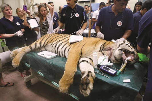 Laziz, an eight-year-old tiger, part of group of 15 animals from Gaza, the last survivors of the u201cworst zoo in the worldu201d, where dozens of animals died of starvation, is checked at the Hebrew University Veterinary Teaching Hospital in Rishon LeZion in Israel, after leaving Gaza yesterday for sanctuary out the Palestinian territory, in a rescue mission organised by international animal welfare group Four Paws yesterday.