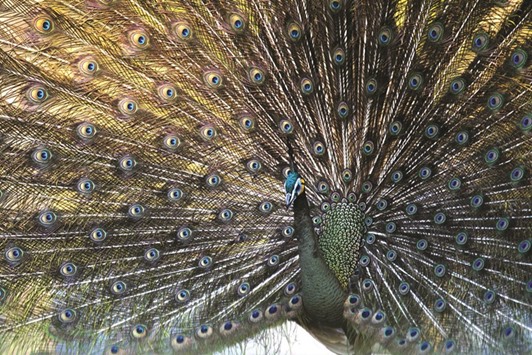 Embraced by kings and freedom fighters alike, Myanmaru2019s peacocks have long been a national symbol of pride and resistance u2014 but they are becoming ever harder to spot in the wild.