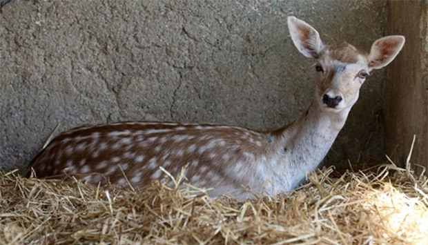 A deer sits inside an enclosure at the New Hope Centre, an animal refuge, near Amman on Thursday, after being evacuated from a zoo in the Gaza Strip.