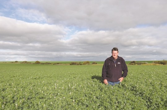 Rod Birch, owner of Catalina Farms in the wheat belt of Western Australia, stands among his crop of sweet white lupins. Prices of the key pulses, long-used to make dishes such as curries and growing in popularity globally due to their high-protein content, soared above A$1,200 ($915) per tonne earlier this year, according to National Australia Bank.