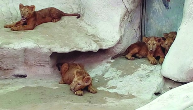 Five lion cubs born at Doha zoo