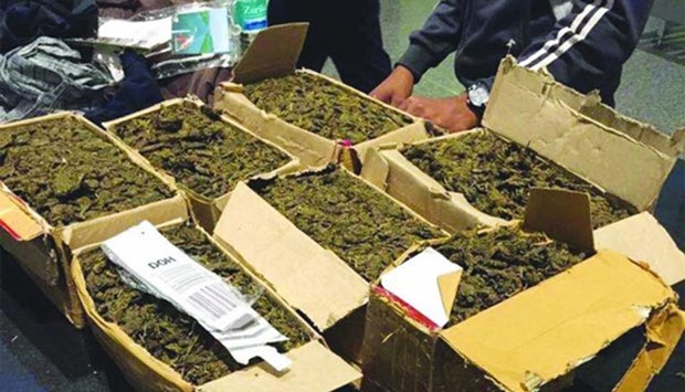 A consignment of seized marijuana.