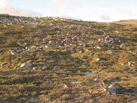 Some of the 323 dead reindeer are seen littering a hillside on Hardanger mountain plateau, in central Norway.