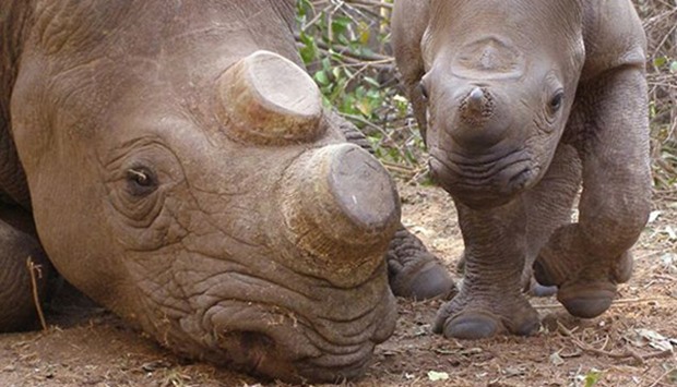 Dehorned rhino mother and its calf
