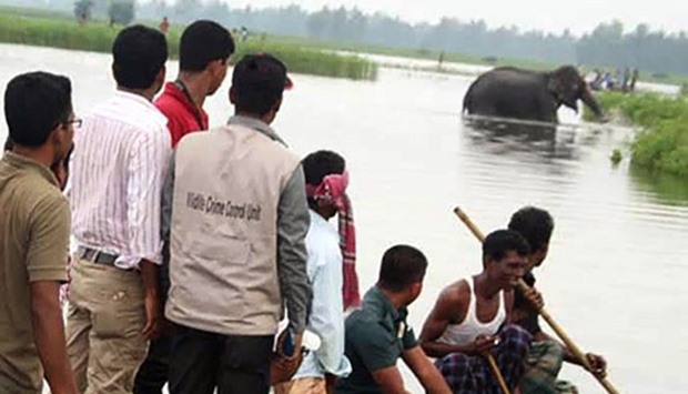 Bangladesh wildlife officials look at the wild elephant washed across the border