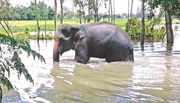 The wild elephant that came from India wades through floodwater in Madarganj Upazila of Jamalpur yesterday. Picture courtesy: The Daily Star