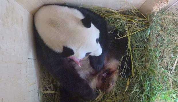 Giant Panda Yang Yang and her newborn cub are seen in this still frame taken from a surveillance camera footage in a breeding box inside their enclosure at Schoenbrunn Zoo in Vienna.
