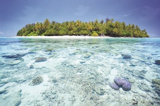 Coral at South Male Atoll in the Maldives.