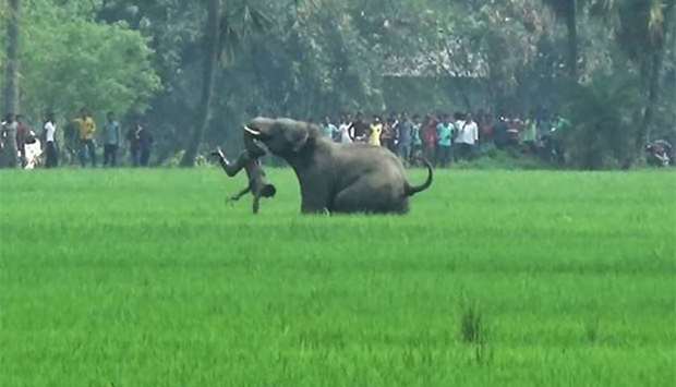 An Indian elephant attacks a man in a field in Baghasole village, in the Burdwan district of West Bengal state in this file photograph.
