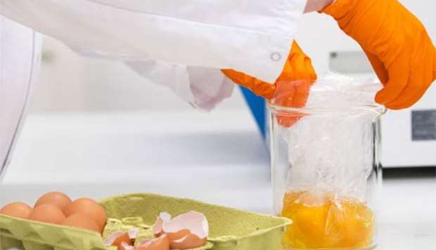 A laboratory assistant of the Dutch food and product safety board NVWA investigates eggs after fipronil was found in samples of eggs in Wageningen on Tuesday.