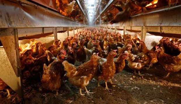Hens are pictured at a poultry farm in Wortel near Antwerp, Belgium.