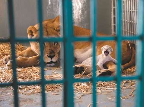 A Four Paws handout picture shows rescued lioness Dana and her new-born cub Hajar  inside a cage at an animal sanctuary in Amman.