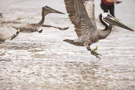 AWED: Brown pelicans fly over Goleta Beach in Southern California. Similar birds in Venezuela were found to alter their behaviour during a solar eclipse.