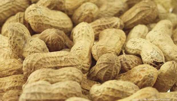 Peanuts are one of the most common foods to cause anaphylaxis, a potentially fatal allergic reaction.