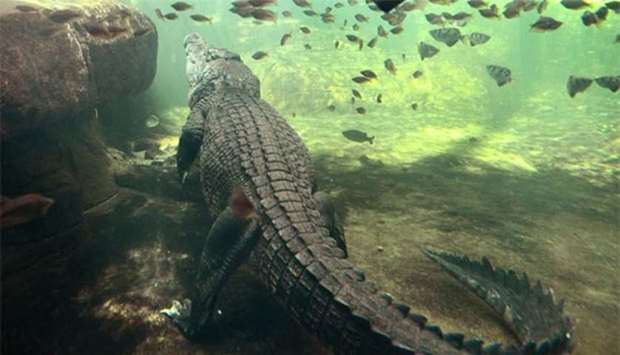 Sarawak is to allow hunters to seek and harvest crocodiles in the wild.