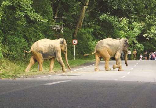 A pair of wild elephants crosses a road as they move to higher lands from the flood-hit Kaziranga National Park in Assam.