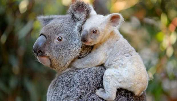 White koala joey on her mother Tia at the Australia Zoo