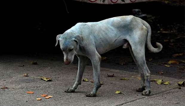 A stray dog with a light blue hue is seen on a street near the Kasadi River in the Taloja industrial zone in Mumbai.