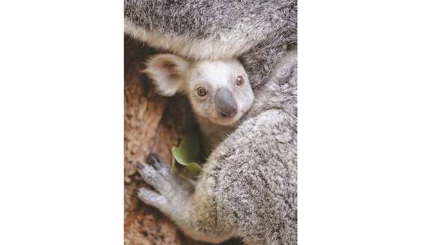 A white koala joey at the Australia Zoo. The female joeyu2019s extremely pale colouration is caused by a recessive gene and thought to be inherited from her mother Tia who has had other pale coloured joeys in the past.