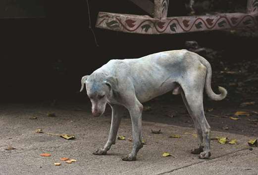 A stray dog with a light blue hue is seen on a street near the Kasadi river in the Taloja industrial zone.