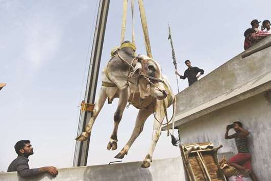 A young bull is lifted from the roof of a building with a crane during preparations for the annual Muslim festival of Eid al-Adha in Karachi. The owner has the practise of keeping young animals u2013three or four bulls and some goats u2013 on the roof of a four-story  building for a year until they are ready for sacrifice.