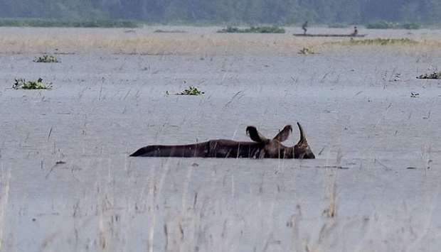 One-horned rhinoceros wades through flood waters