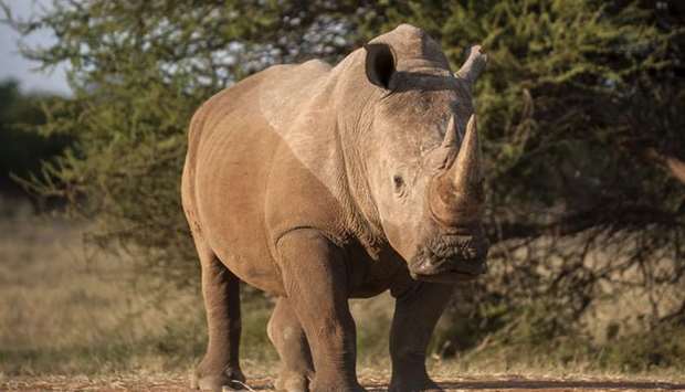 A rhinoceros bull standing in a farm near Vaalwater in the Limpopo Province, South Africa
