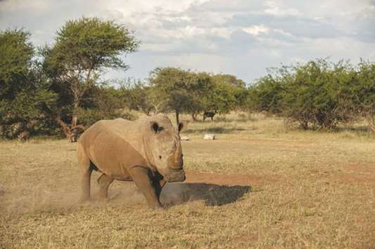 A rhinoceros walks at a farm near Vaalwater in the Limpopo Province of South Africa.