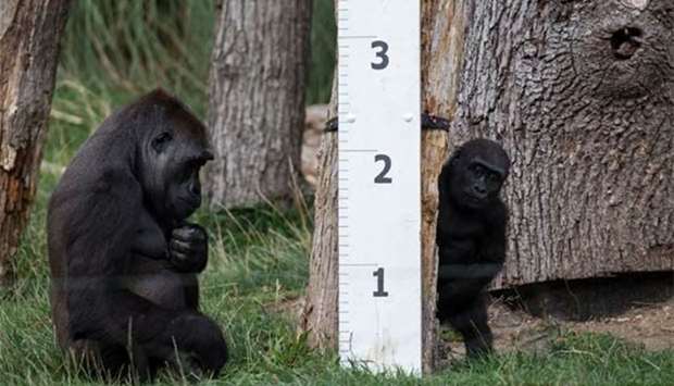Gorilla ,Mjukuu, and her baby ,Alika, check out a measuring device at London Zoo on Thursday. 