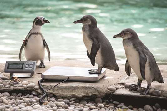 A Humboldt penguin is weighed on scales during a photocall at London Zoo yesterday to promote the zoou2019s annual weigh-in event.