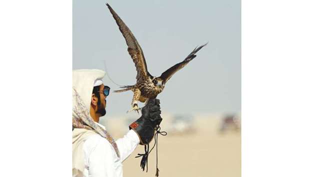 A participant prepares to launch his falcon at a previous edition of the Katara International Hunting and Falcons Exhibition.