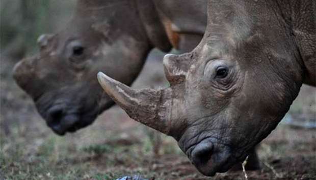 South Africa is home to around 20,000 rhinos.