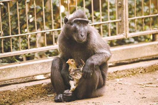 A four-year-old Indonesian black macaque named Niv holds a young chicken at the Ramat Gan Safari Park near Tel Aviv yesterday.