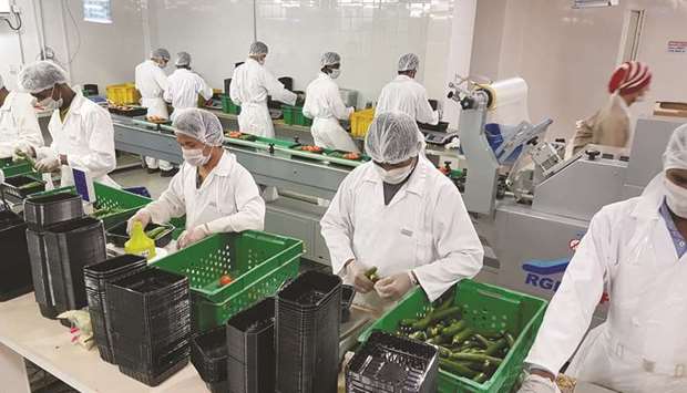 Sorting and packing operations at Agrico, which harvests an average of six tonnes of vegetables daily during summer.
