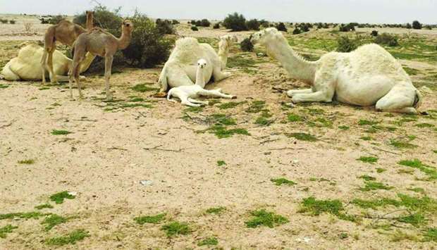 The ban on herding camels in the open has been extended until August 23, 2018.