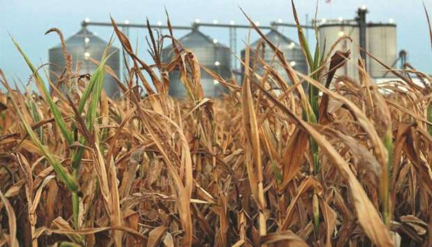 One of the major reasons farmers find microbial products attractive is that they are formulated from naturally occurring organisms, and do not carry the same risks as synthetic chemicals.
