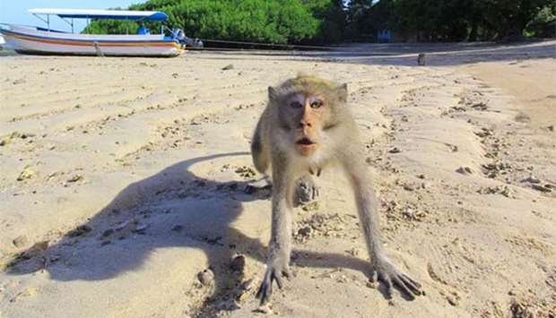 A monkey is seen at Bama beach in Situbondo, Indonesia's East Java province.
