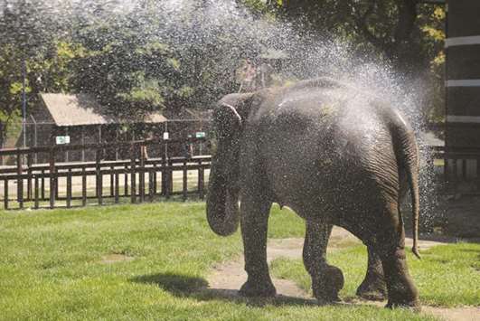 Twiggy, a 50-year-old Asian elephant, is sprayed with water yesterday to cool down on a hot summer day at Belgrade City Zoo.