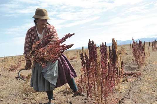 A woman harvests red quinoa near the Bolivian village of Challapata.