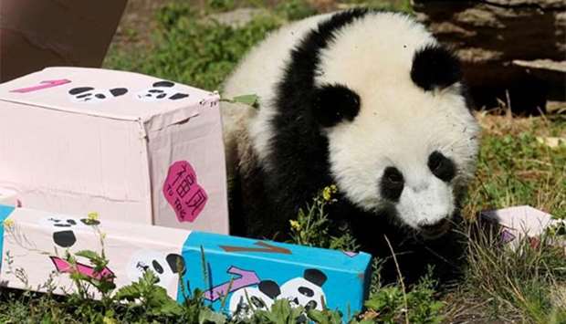 Giant Panda cub Fu Ban approaches parcels containing food on its first birthday at Schoenbrunn Zoo in Vienna on Monday.