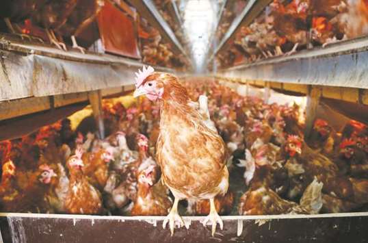 Hens are pictured at a poultry farm in Wortel near Antwerp, Belgium.