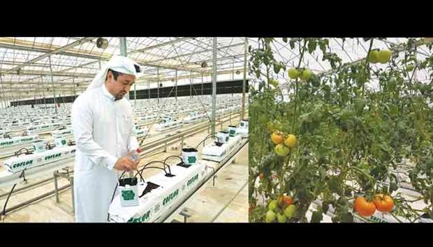 Nasser Ahmed al-Khalaf at his organic hydroponics farm in Al Khor.  RIGHT: The organic hydroponics farm produces some six tonnes of fresh vegetables daily. PICTURES: Joey Aguilar