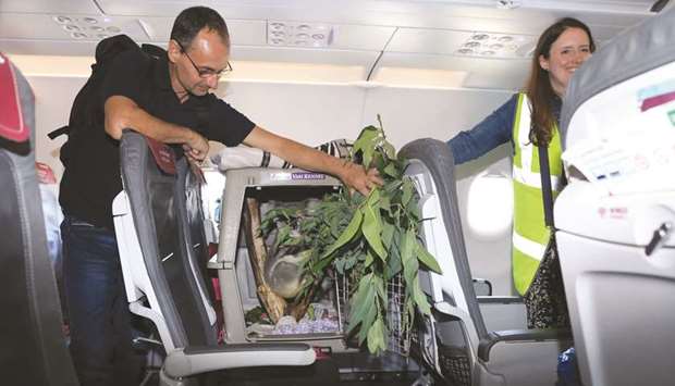 A handout picture released by the Royal Zoological Society of Scotland (RZSS) shows Tanami in a travel case on his plane seat being attended by RZSS staff after the plane landed at Edinburgh Airport on Thursday.