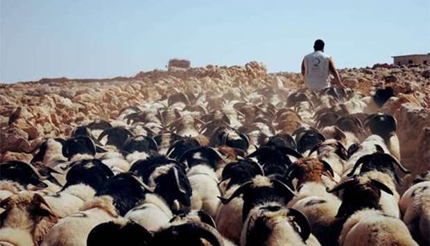 The campaign aims to provide 39,854 sacrificial (u2018Qurbaniu2019) cattle.
