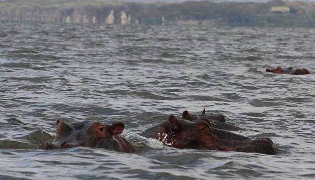 Hippos in Lake Naivasha.