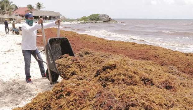 Workers clear Sargassum algae along Punta Piedra beach in Tulum in Mexicou2019s state of Quintana Roo.