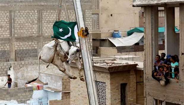 Residents watch as a sacrificial cow is lowered from a rooftop by crane in Karachi.